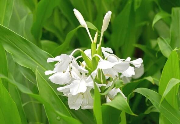 White Ginger Lily (Hedychium coronarium) (1)