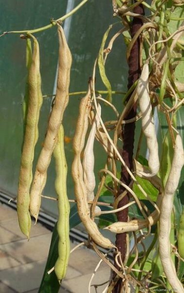 Fazol obecný (Phaseolus vulgaris)