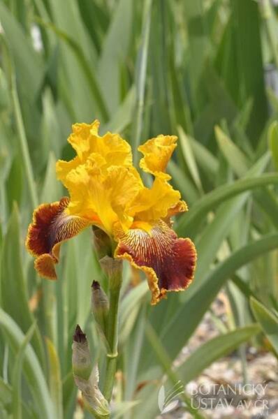 Iris barbata elatior Michigan Pride (142) | HORTIFOTO | Autoři | iBotky.cz