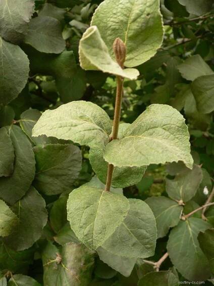 Kalina Carlesiova (Viburnum carlesii)