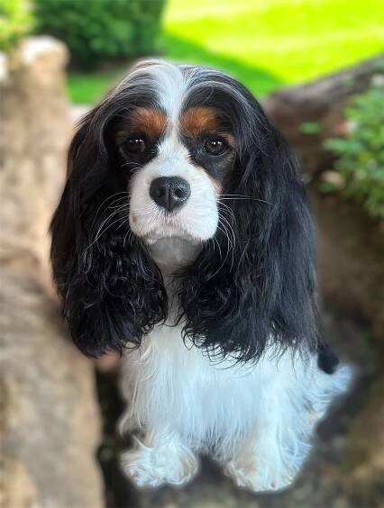 Ila | Cavalier King Charles Spaniels | Cobrnik Cavaliers