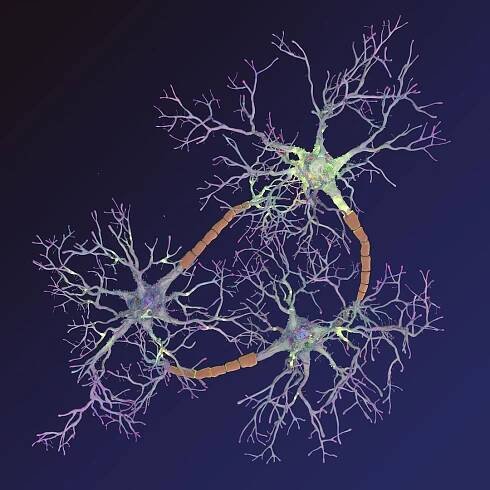neurons synapses myelin c4d https://p.turbosquid.com/ts-thumb/hM/Rmhu9D/77qwBU7g/neurons_0001/jpg/1475473587/1920x1080/fit_q87/8094836ee603969b8d1f64924b2c69d8db96541e/neurons_0001.jpg