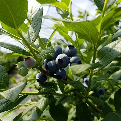Hof Rahmann » Heidelbeeren