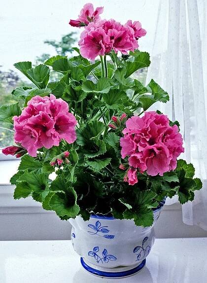 Pelargoner. Bäst på verandan. - Växter för en ny tid. En e-bok av Tord Hubert.