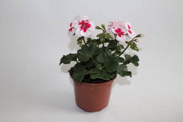 Muškát vzpřímený - Pelargonie páskatá (Pelargonium zonale) "Bellinda" pr. 12 cm