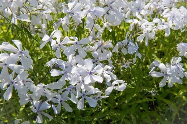 Plamenka rozkladitá 'May Breeze'
