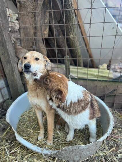 DAVE - DOGHOPE