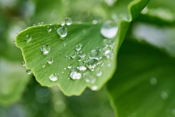 list ginkgo rosa kapky rosy kapky deště mokrý ginkgo biloba ginkgo jinan dvoulaločný zelená rostlina příroda životní prostředí makro detailní Den Země ginkgo ginkgo biloba ginkgo biloba životní prostředí životní prostředí Den Země Den Země
