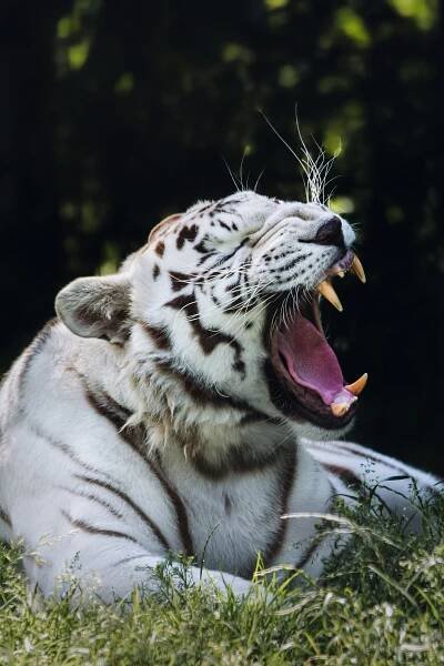 Zoologická zahrada Dvorec vítá návštěvníky již 17 let - Rodinné výlety