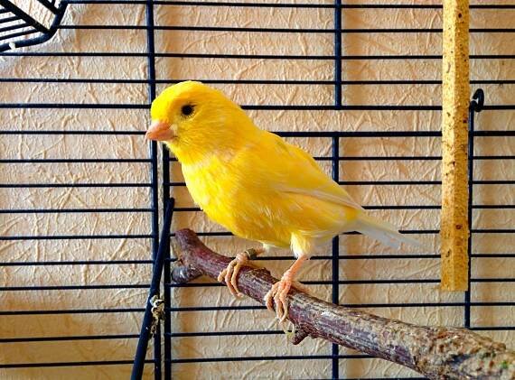 Canaries, such as this Harz Roller, respond very sensitively to toxic gases. Miners used to use them as an early-warning system for methane gas.