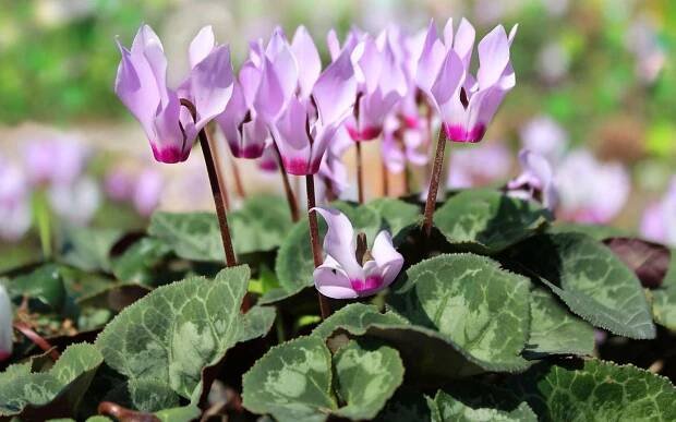 Cyclamen koupit v internetovém obchodě