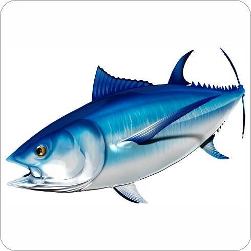 Bluefin Tuna – Digital Fish Art