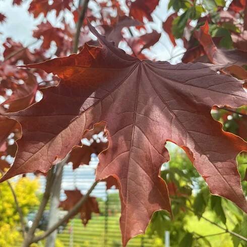 Acer platanoides 'Royal Red'