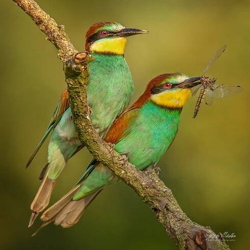 Srostloprstí | Štěpán Mikulka | Wildlife fotograf