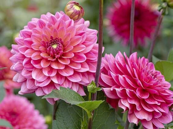 How to plant dahlia tubers – for a glorious floral display