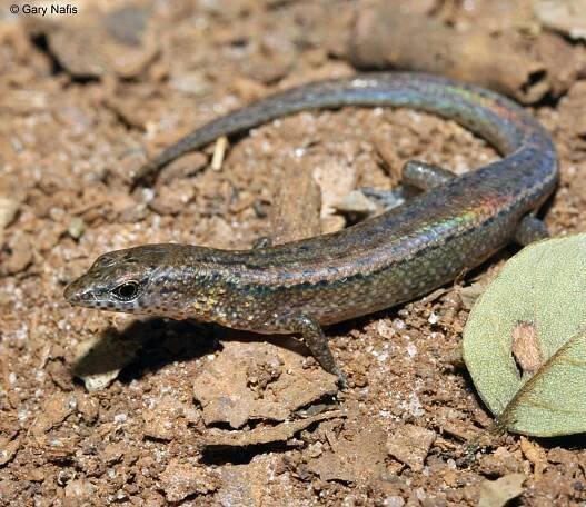 Australian Reptile and Amphibian Photos