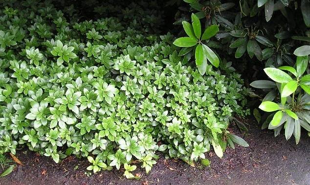 pachysandra