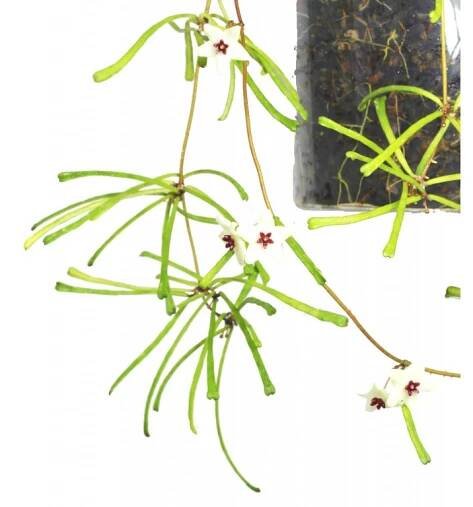 Hoya retusa "řízek k zakořenění"