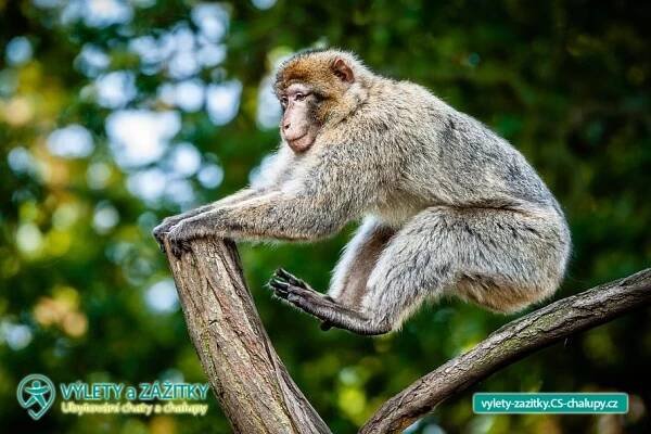 Zoopark Chomutov (4CZ-013): Výlety a zážitky