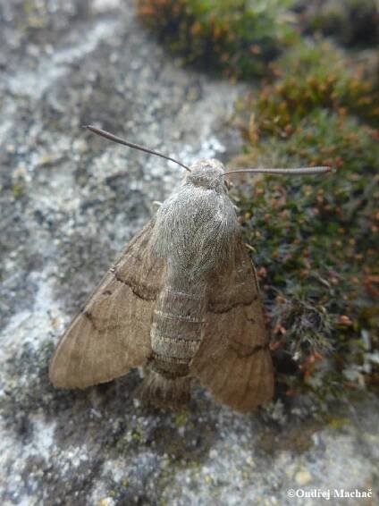Macroglossum stellatarum - dlouhozobka svízelová | Sphingidae - lišajovití | Natura Bohemica