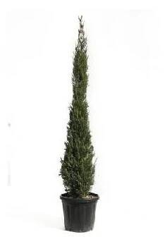 Cypřiš stálezelený FloraSelf Cupressus sempervirens 'Pyramidalis' 175-200 květináč 25 l