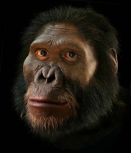 Australopithecus africanus — John Gurche