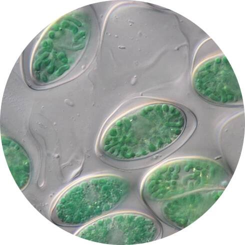 Biologie | PřF UK