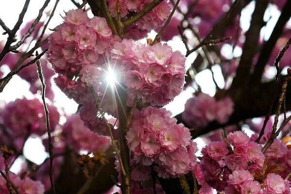 23.4.2020 - Sakura ozdobná