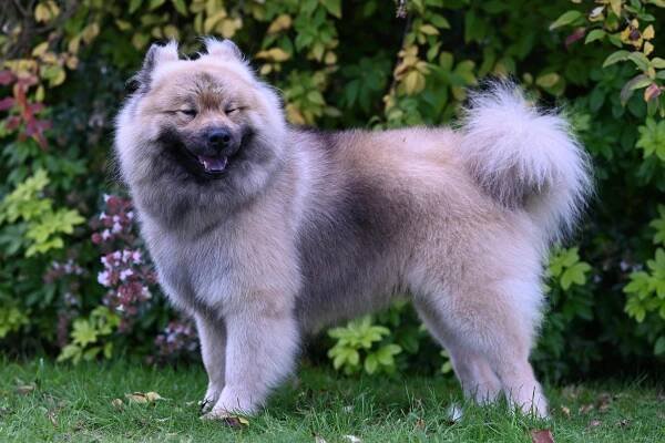 Nadýchaný Pes Eurasier V Zelené Zahradě · Základová fotografie zdarma