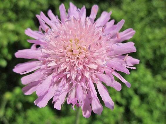 japonská scabiosa