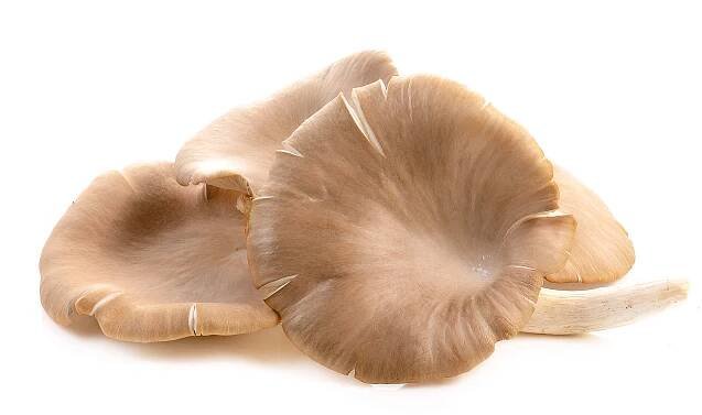 Ciuperci pleurotus