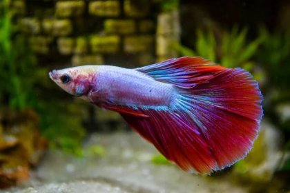 8 Tips to Maximize Your Betta Fish's Lifespan