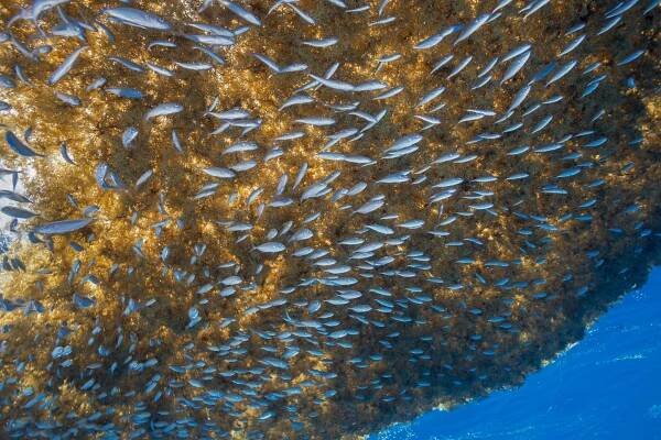 Sargasso Sea in the water