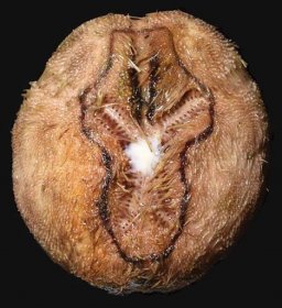 Brissopsis luzonica - Wikipedia