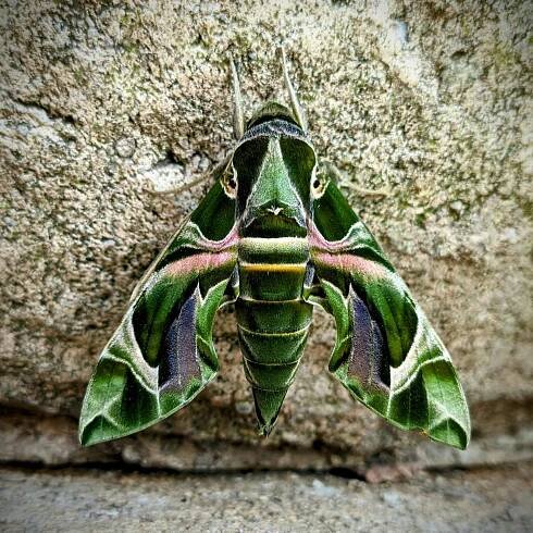 Oleander butterfly