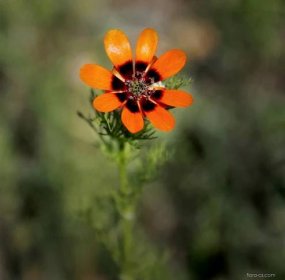 Hlaváček letní (Adonis aestivalis), květy, květenství