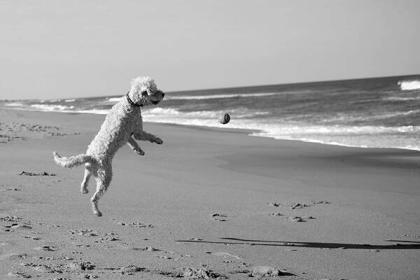 dog leaping for ball