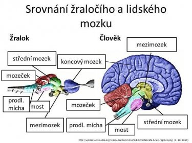 Žralok. Člověk. mezimozek. střední mozek. koncový mozek. mozeček. prodl. mícha. mozeček. most. střední mozek. mezimozek. prodl. mícha. most.   ( )