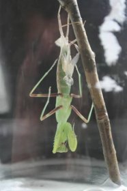 Obrázek - Sphodromantis viridis (kudlanka zelená) | BioLib.cz