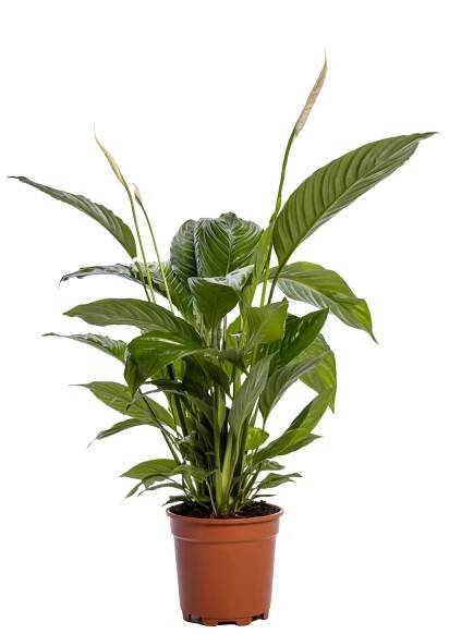 Toulcovka (Spathiphyllum) "Bingo Cupido", cca 75 cm, pr. kv. cca 19 cm