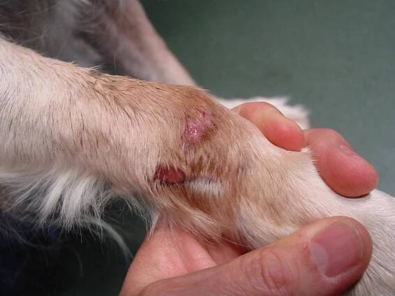 Dermatitida u psů: Co to je?, Příznaky, typy a další