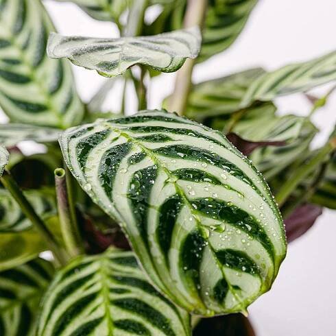 Ctenanthe Burle Marxii picture 1
