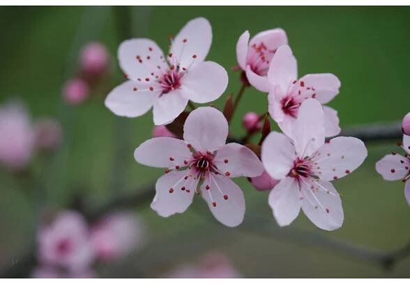 Slivoň myrobalán (Prunus cerasifera) "Nigra", 60-80 cm, 5 l
