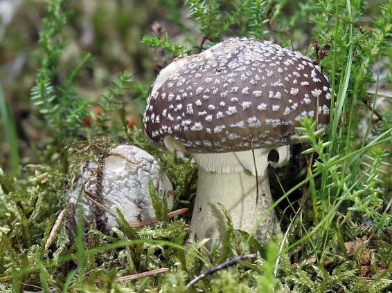 Amanita excelsa 