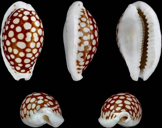 Cribrarula cribraria