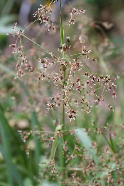 Luzula sylvatica