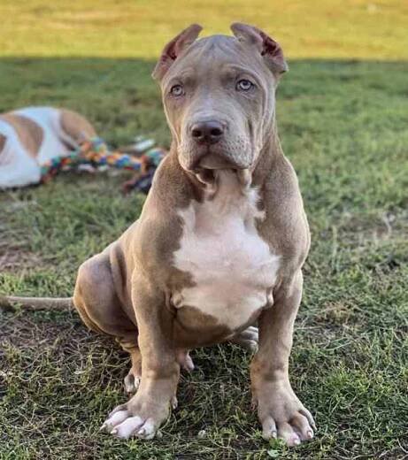 American bully XL, PITBULL XXL - foto 7