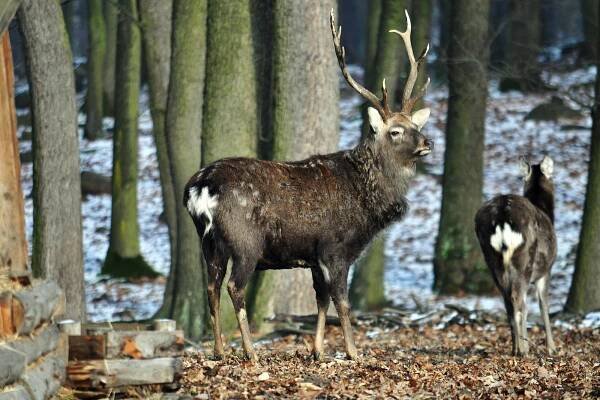 FOTO: V oboře Mstišov dostanete svařák