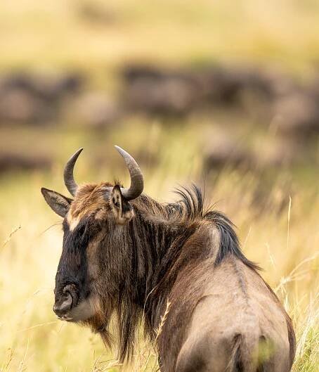 Wildlife - Mattikoko Safari Camp