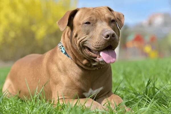 Red Nose Pit Bull: What To Know Before Buying